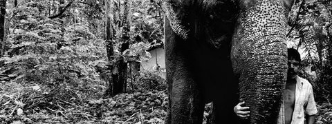 Orphaned elephant with friend